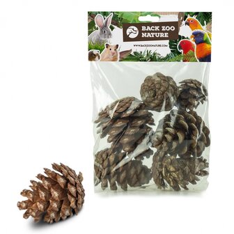 Back Zoo Nature Forest Pine Cones for Birds