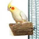 Back-Zoo-Nature-Wood-Slice-Perch-Small
