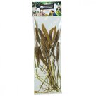 Back-Zoo-Nature-Setaria-Italica-50-Gram